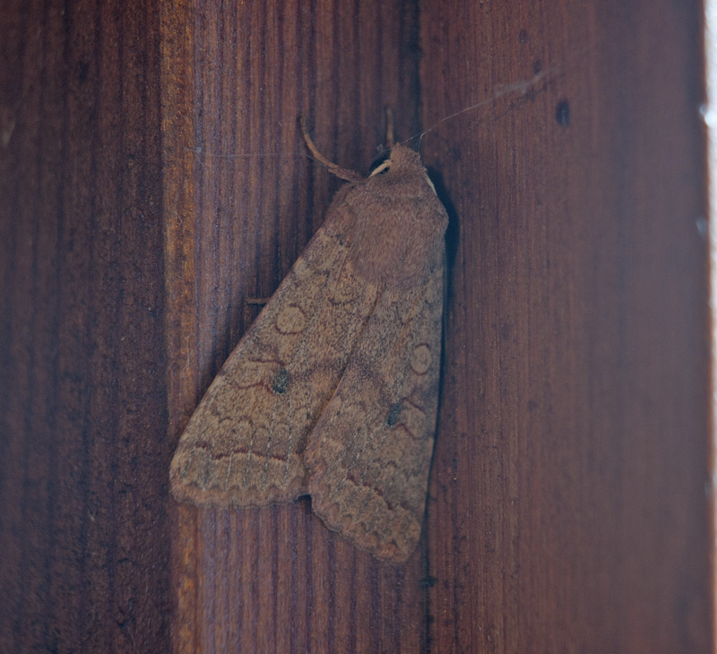 Agrochola lota - No, Agrochola (Sunira) circellaris